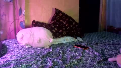 Miss Trixie online show from December 19, 2:17 am