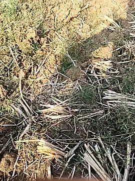 Sheela4545 online show from December 14, 8:53 am